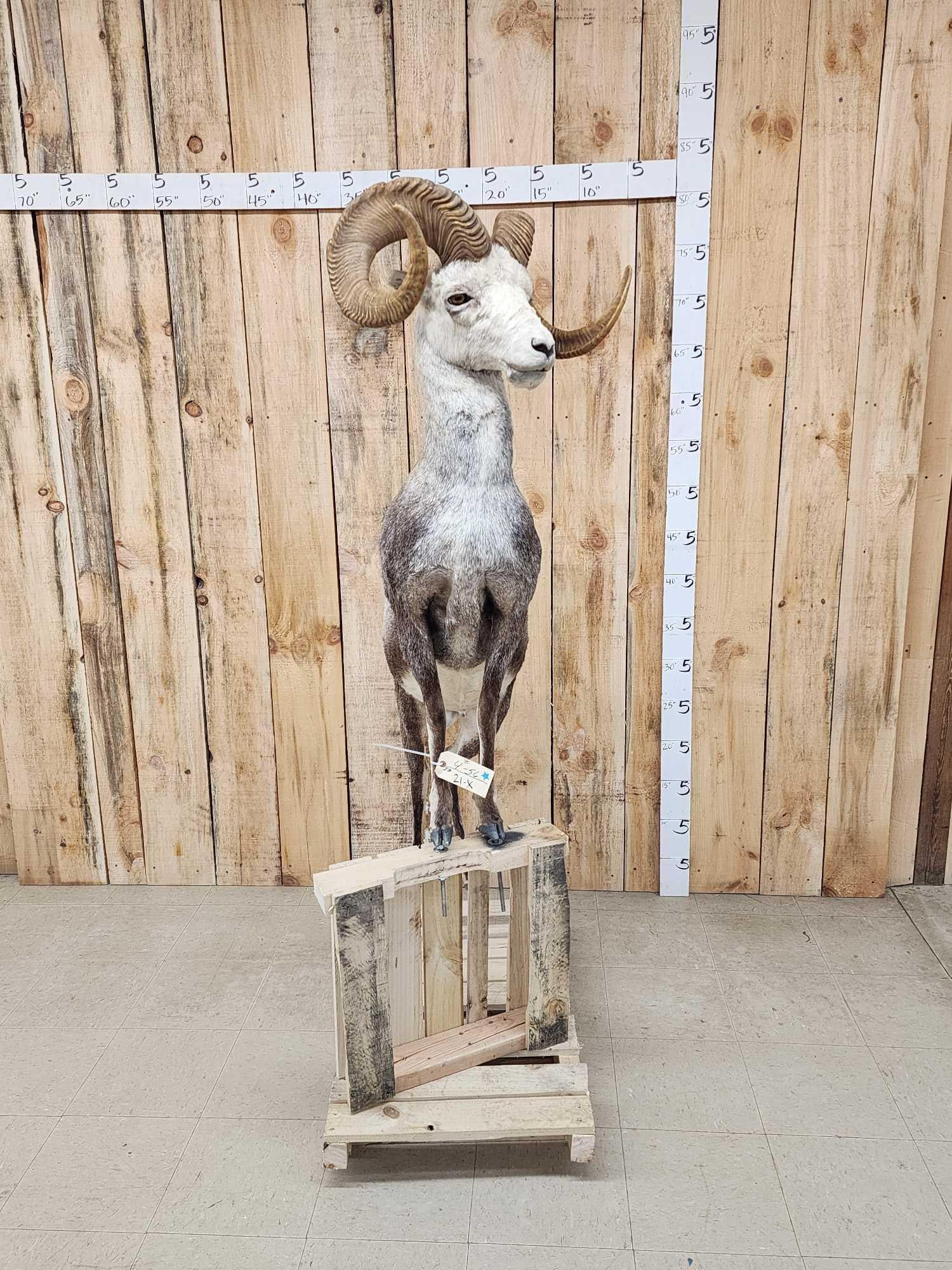 Stone Sheep Full Body Taxidermy Mount (1 of 3)