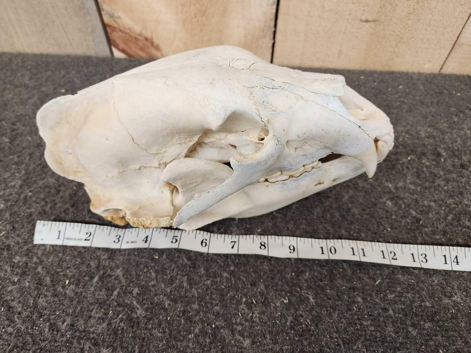 Black Bear Skull Taxidermy (1 of 5)