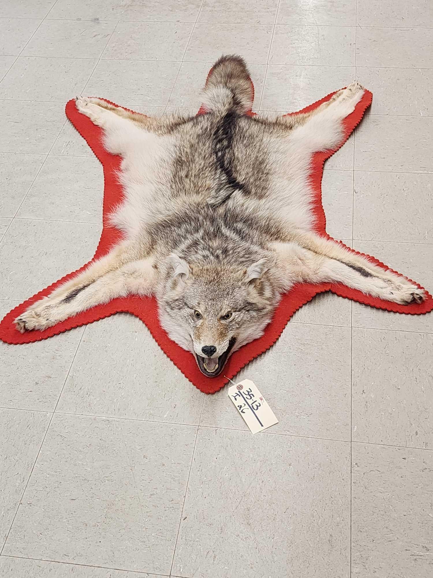 Coyote Rug Taxidermy (1 of 3)