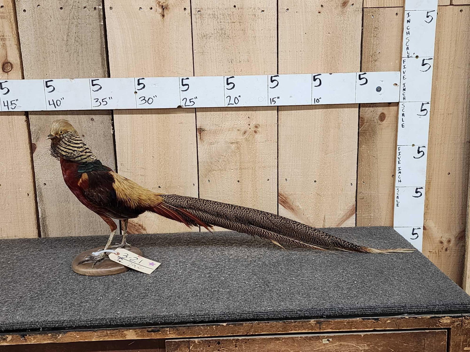 Golden Pheasant Full Body Bird Taxidermy (1 of 5)
