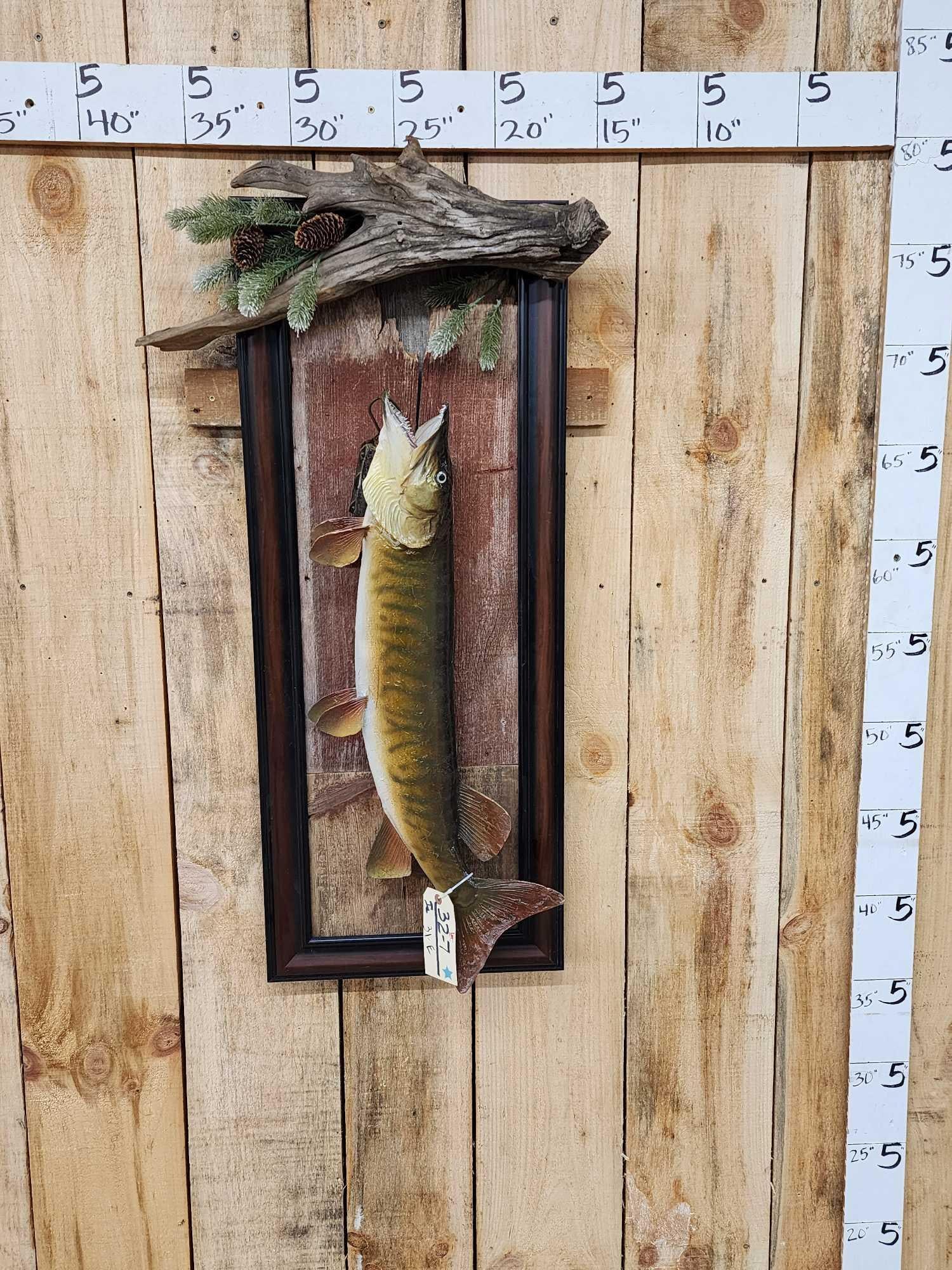 30" Muskie Real Skin Fish Taxidermy: 32.7 Cool vintage refurbished mount on rustic display with extra decor