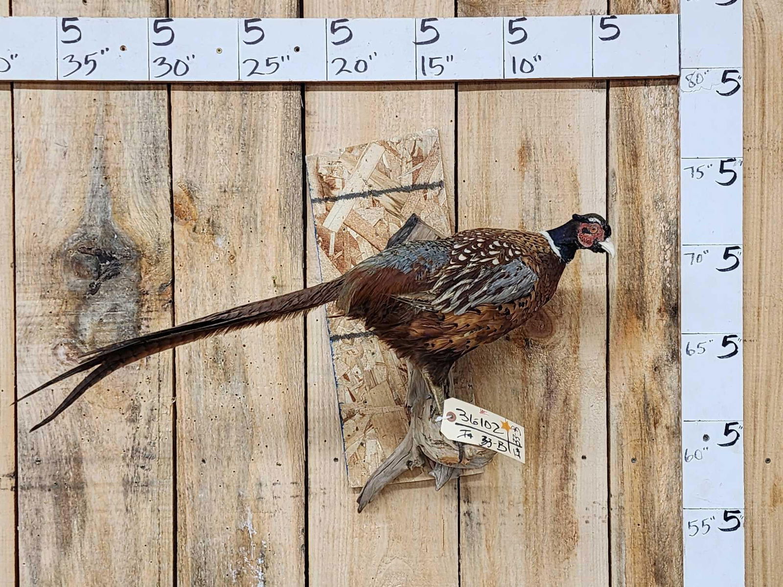 Ring Neck Pheasant Full Body Bird Taxidermy (1 of 3)