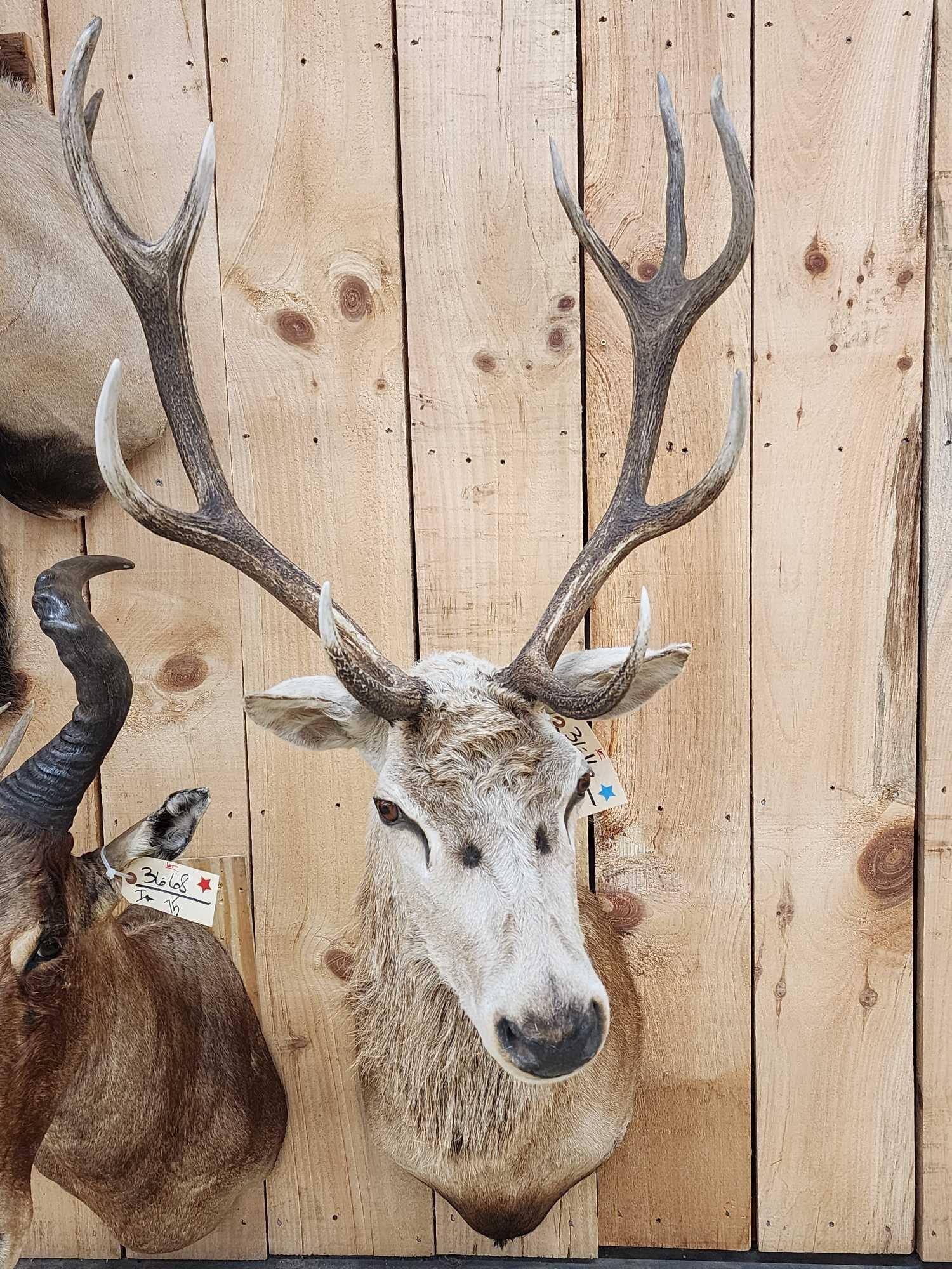 Red Stag Shoulder Mount Taxidermy: 36.16