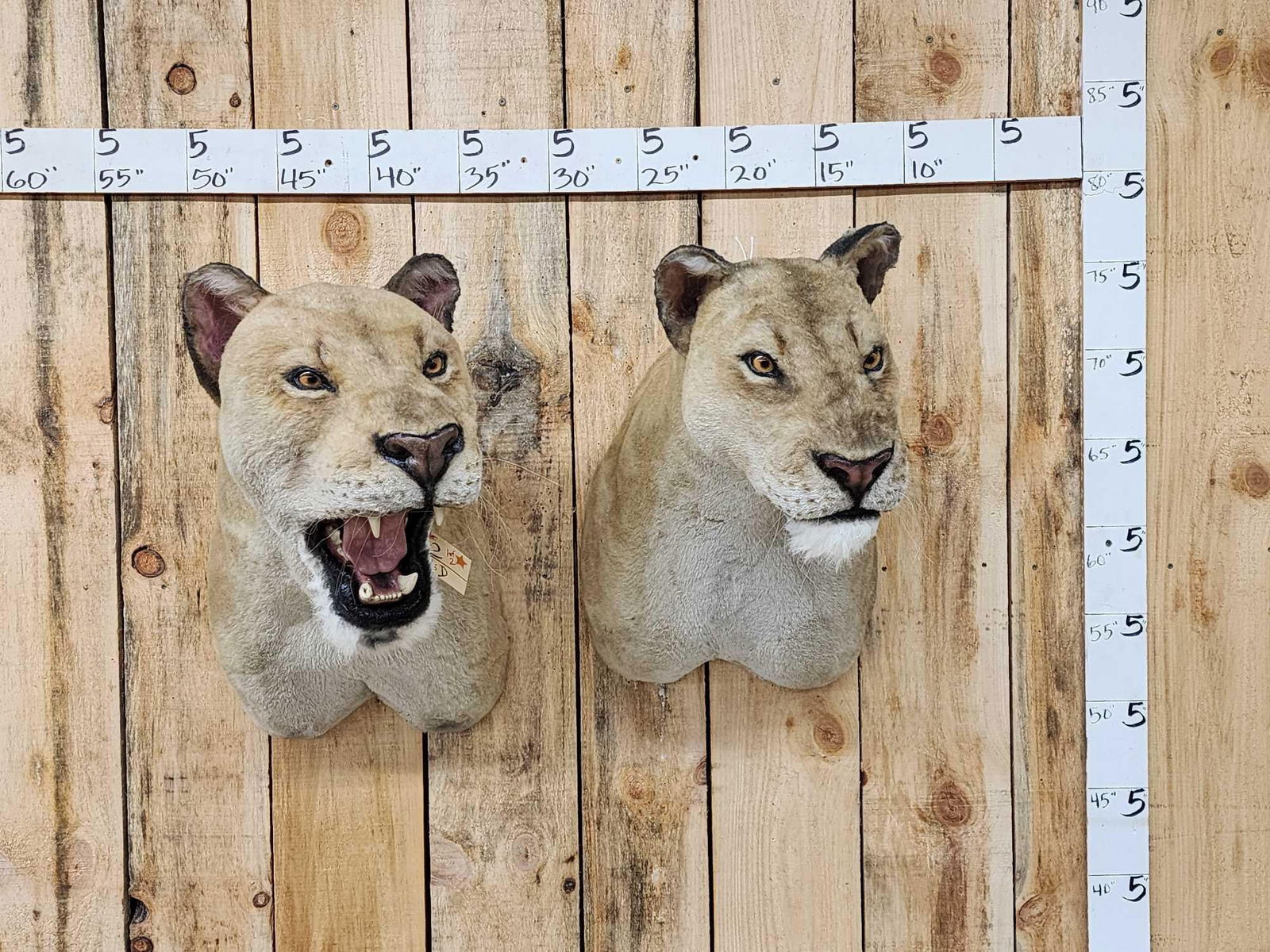 The Lions Of Tsavo African Lions Reproduction Shoulder Mount Taxidermy