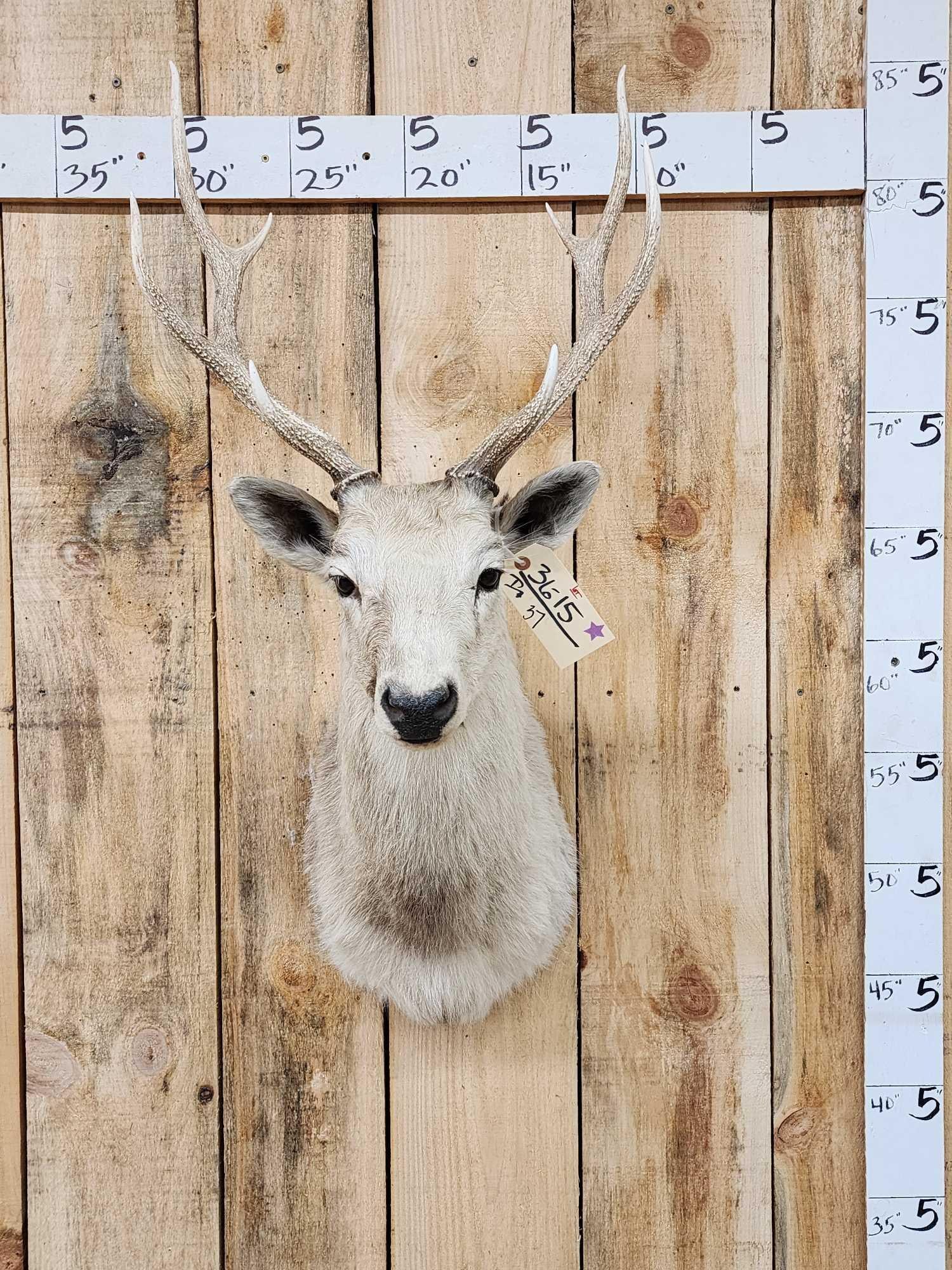 Sika Deer Shoulder Mount Taxidermy (1 of 3)