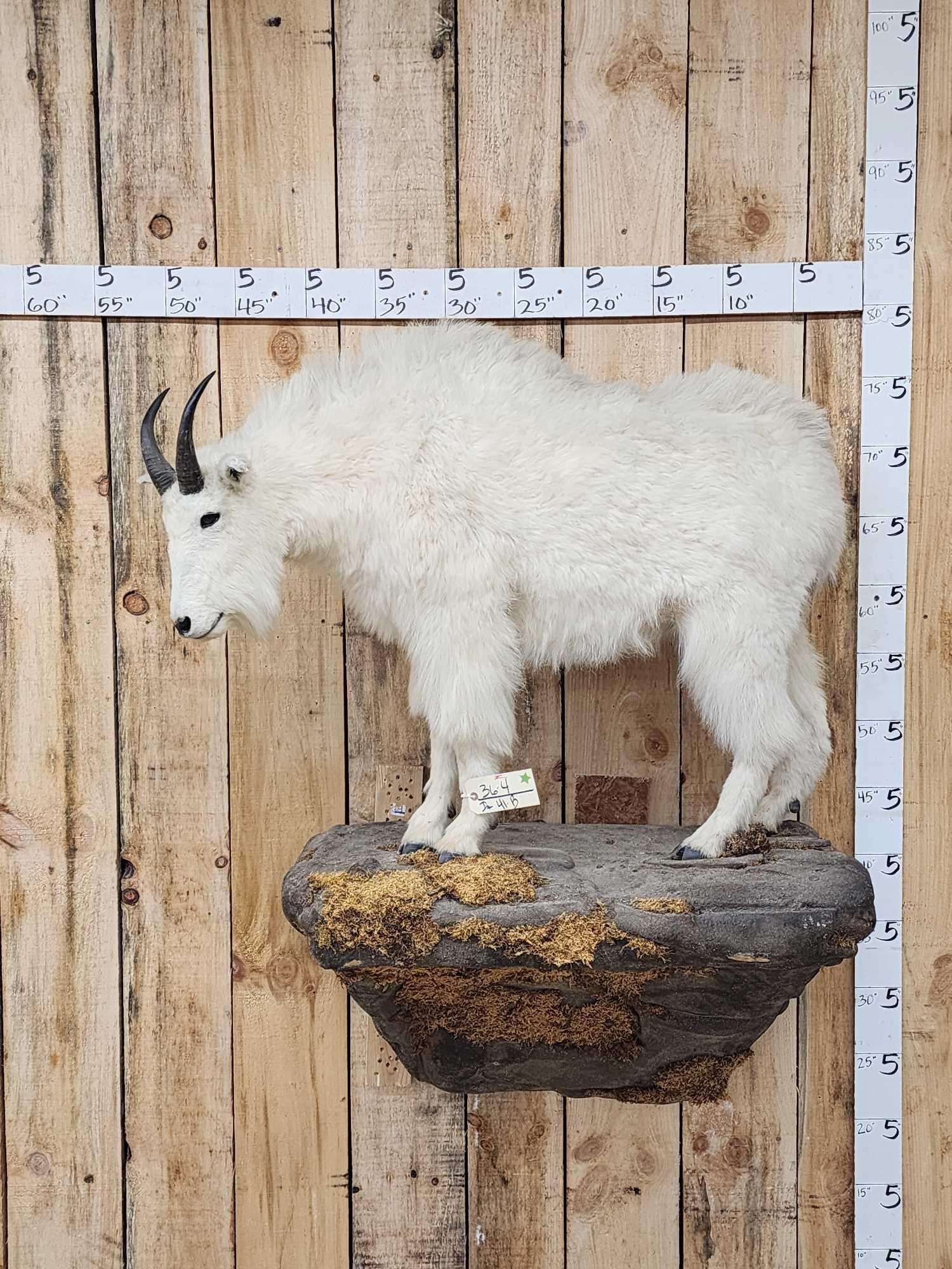 Mountain Goat Full Body Taxidermy Mount: 36.4 Solid mount Nice white hair on a light weight artificial rock hanging base great for a smaller space