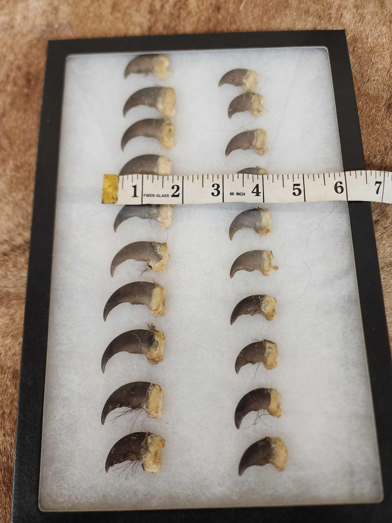Set Of 20 Black Bear Claws Taxidermy: 88.6 Complete set front and back great for crafts or jewelry