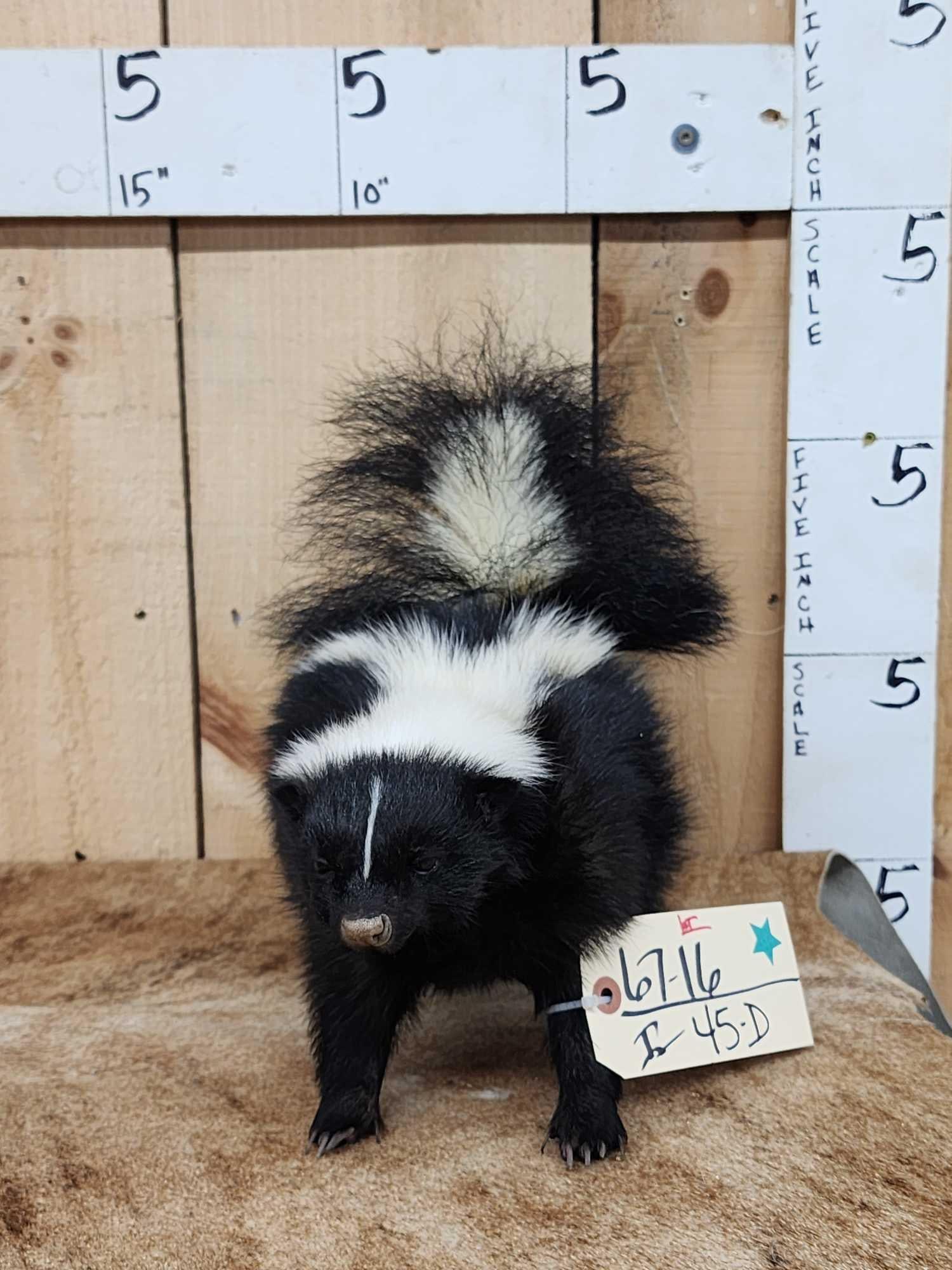 Skunk Full Body Taxidermy Mount (1 of 4)