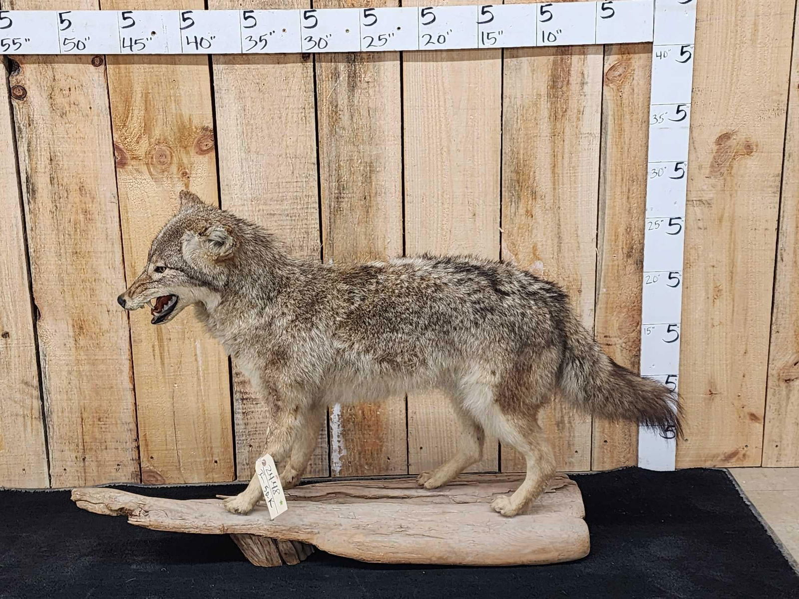 Coyote Full Body Taxidermy Mount Auction