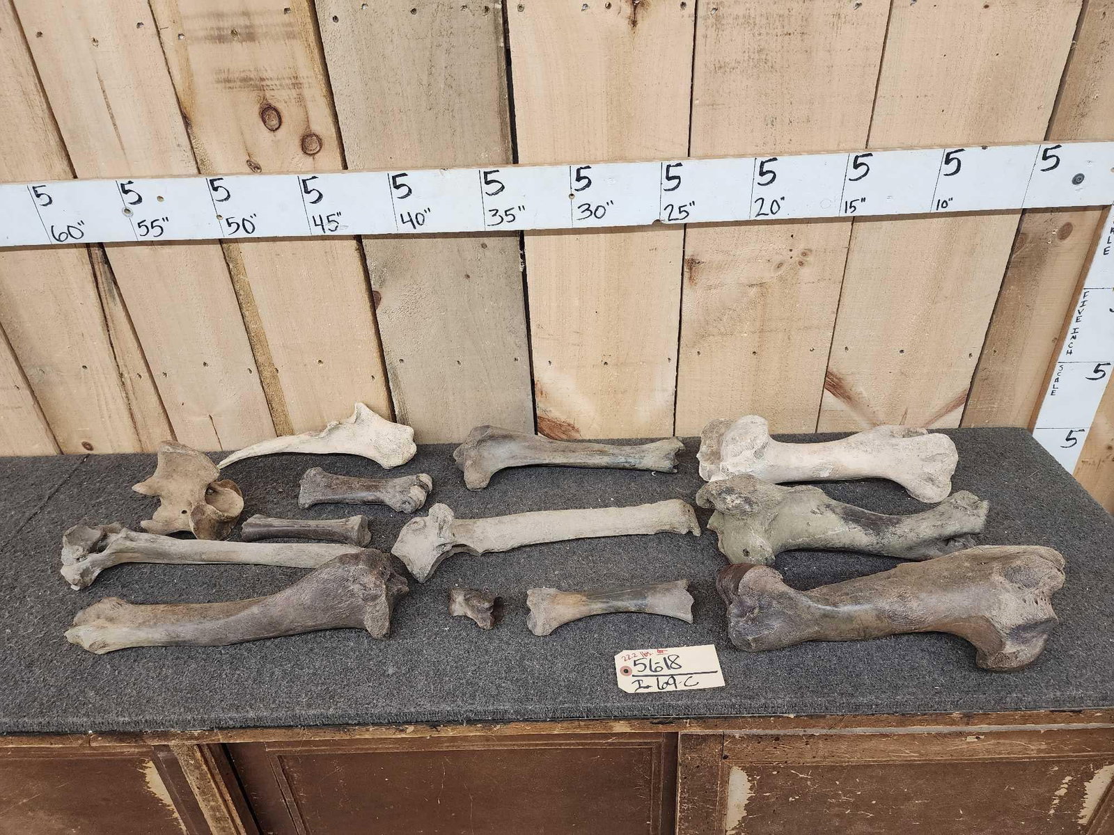 Group Of Ancient Bison Buffalo Bones Fossils: 56.18 Partially fossilized found on the Republican River Kansas 22.2 lbs 13 pieces