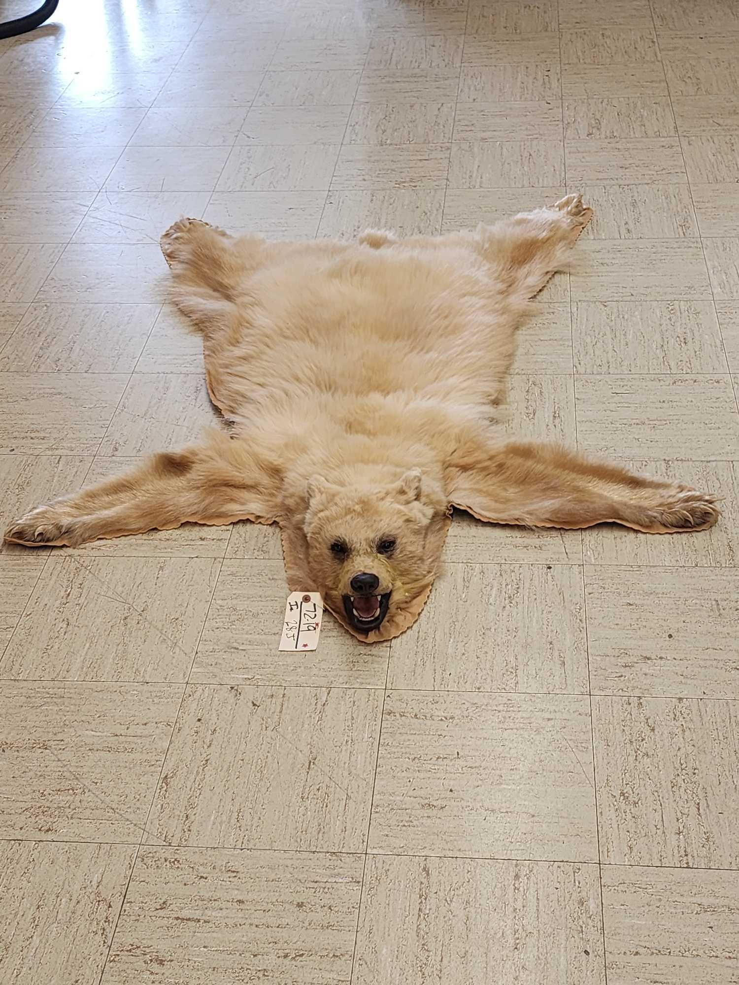 ULTRA Blonde Phase Black Bear Rug Taxidermy (1 of 7)