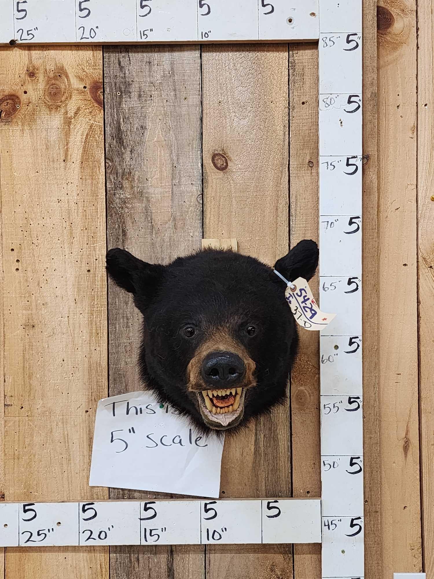 Black Bear Head Mount Taxidermy (1 of 4)