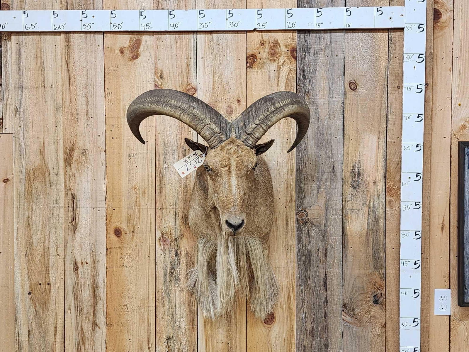 Aoudad Or Barbary Sheep Shoulder Mount Taxidermy (1 of 5)