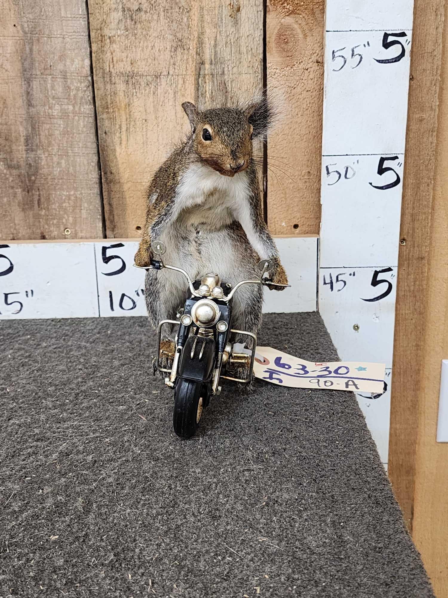 Biker Squirrel Full Body Taxidermy Mount (1 of 3)