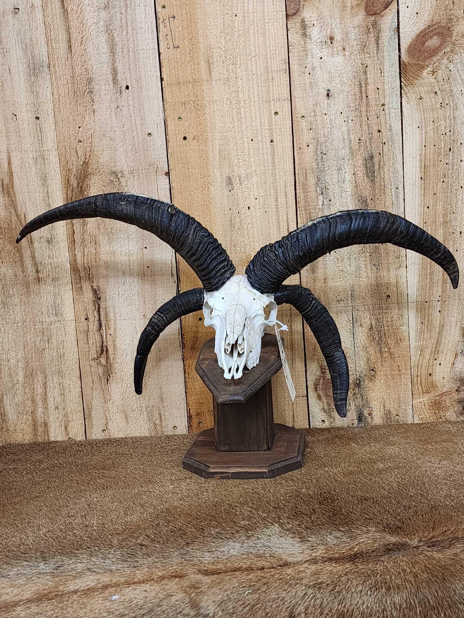 Jacob's 4 Horn Sheep Skull Taxidermy (1 of 6)