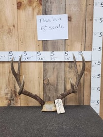 Big 3x3 Mule Deer Antlers On Skull Plate