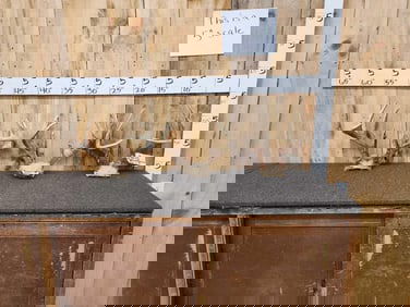 3 Sets Of Whitetail Antlers On Skull Plate