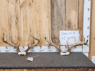 2 Sets Of Whitetail Antlers On Skull Plate