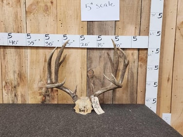 7x5 Mule Deer Antlers On Skull Plate