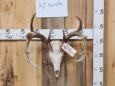 5x5 Whitetail Antlers On Skull