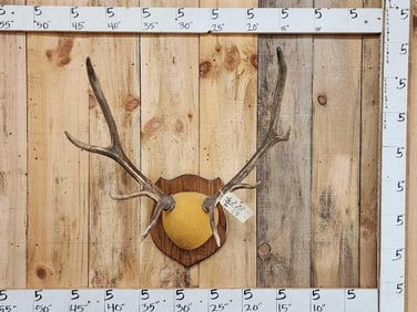 4x4 Elk Antlers On Plaque