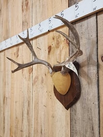 5x5 Mule Deer Antlers On Plaque