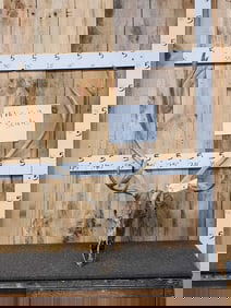 Caribou Antlers On Skull