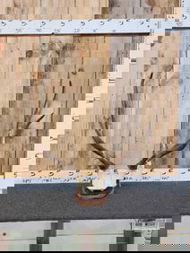 4x5 Elk Antlers On Plaque