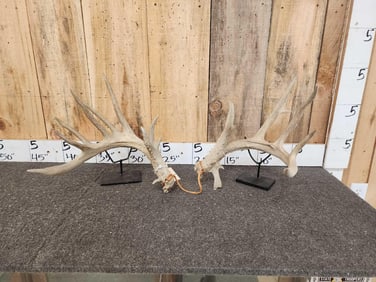 Main Frame 5x5 Whitetail Shed Antlers