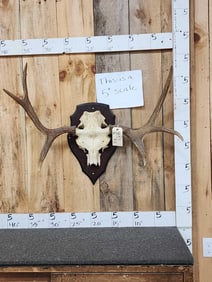 Siberian Moose Antlers On Plaque