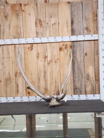 4x5 Elk Antlers On Skull Plate