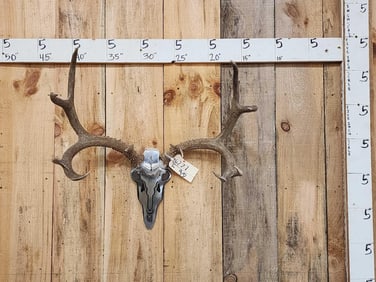 5x5 Mule Deer Antlers On Plaque