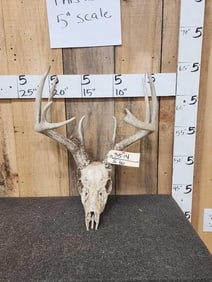 4x5 Whitetail Antlers On Skull