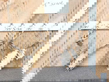 2 Sets Of Whitetail Antlers On Skull