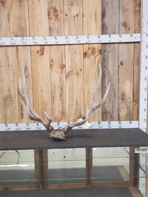 5x5 Elk Antlers On Skull Plate