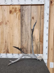 Pere David's Deer Shed Antler