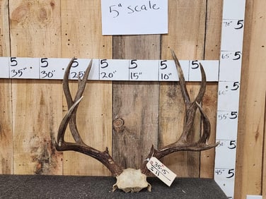 6x5 Mule Deer Antlers On Skull Plate