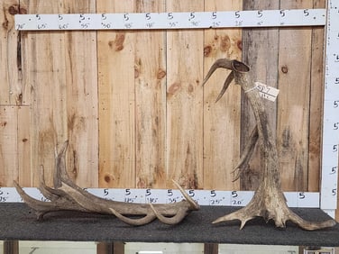 Set Of Big Red Stag Antlers