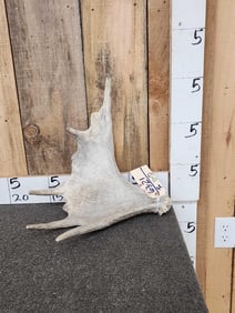 3.2 Lbs Moose Shed Antler