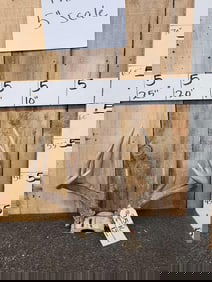 5x5 Whitetail Antlers On Skull Plate