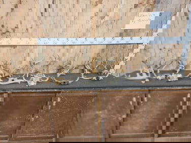 13 Sets Of Whitetail Antlers On Skull Plate