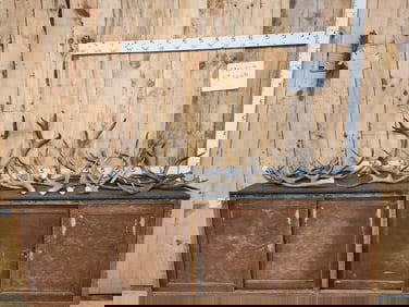 33.5 Lbs Of A Grade Mule Deer Antlers