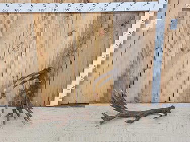 Set Of Red Stag Shed Antlers