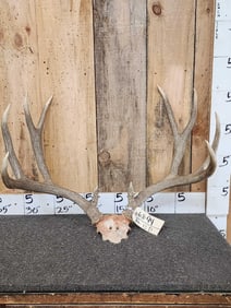 5x5 Mule Deer Antlers On Skull Plate