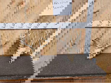 2 Freak Sets Of Whitetail Antlers On Skull