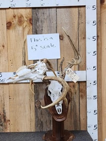2 Sets Of Whitetail Antlers On Skull