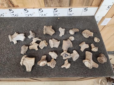 5.7 Lbs Of Antler Burrs