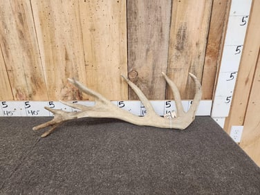 5.1 Lbs Red Stag Antler