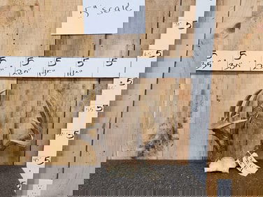 5x5 Whitetail Antlers On Skull Plate