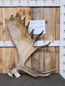 Big Moose Shed Antler